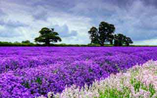 99tk图库app背后的灰产怎么运作：从引流到收割的4步：这比你想的更重要