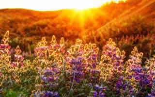 华体会app浏览器跳转:设备登录记录这样看更安全:最关键的是域名和证书